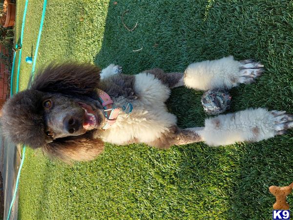 Golden State Good Dogs Picture 2